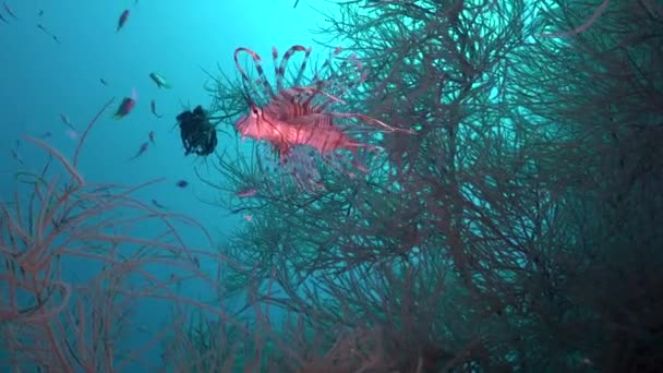 Lionfish Pływanie Nad Czarnym Koralowcem Głębokim Błękitnym Oceanem Jako Tło — Wideo stockowe