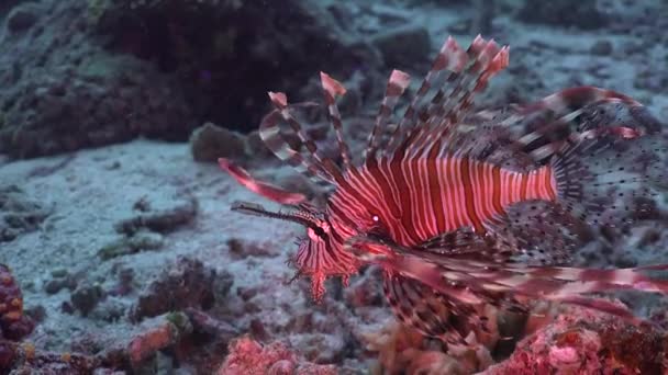 Pez León Nadando Sobre Arrecife Coral Arenoso Filipinas — Vídeo de stock