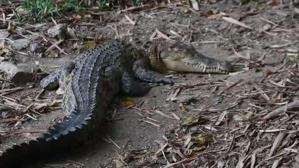 Crocodile Ground Crocodile Lying Mouth Closed Crocodile Farm Saltwater Crocodile — 비디오