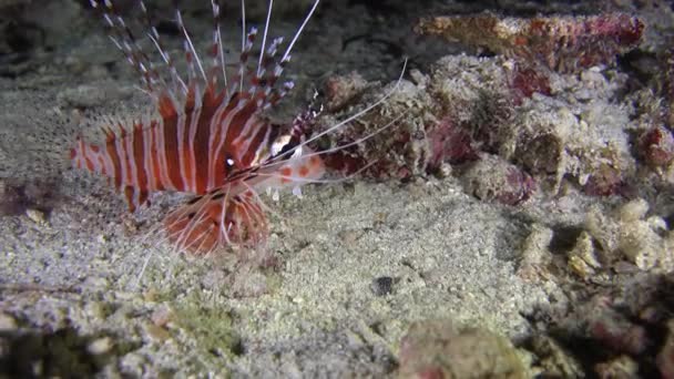 Juvenile Lionfish Swimming Coral Reef Night — Stock video