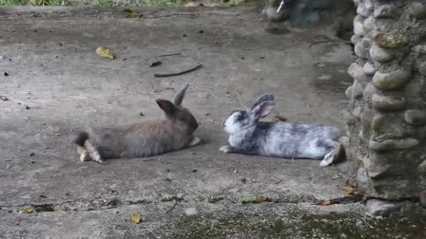 Rabbits Zoo Small Furry Mammal Long Ears Short Fluffy Tail — Video