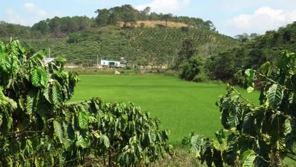 Coffee Farm Plantation Vietnam Countryside Asia Production Coffee Rice Fresh — Stock videók