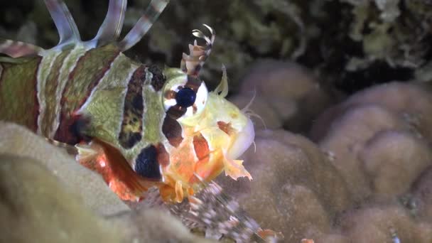 Lionfish Head Close Camera Profile View — Stock videók
