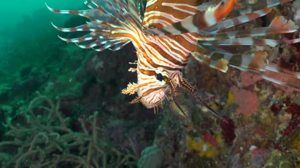 Lionfish Zamknąć Góry Nogami Tropikalnej Rafie Koralowej — Wideo stockowe