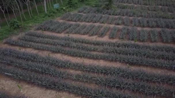 タイのプーケットの農村農場で栽培されているパイナップル作物の上からの眺め — ストック動画