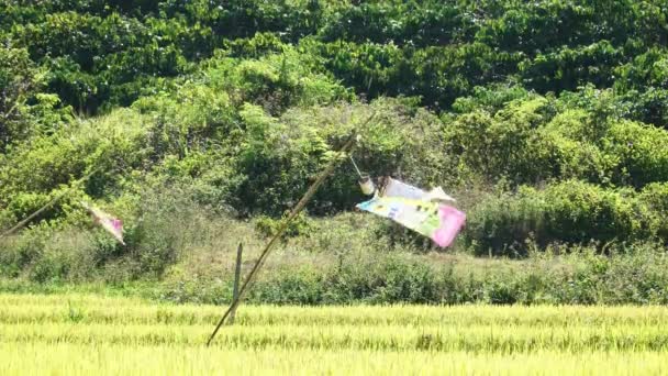 Static Shot Type Flags Flapping Wind Scare Birds Rice Field — Stock videók
