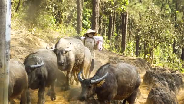 Vietnamese Woman Herding Buffaloes Pine Tree Forest Vietnam — Stok video