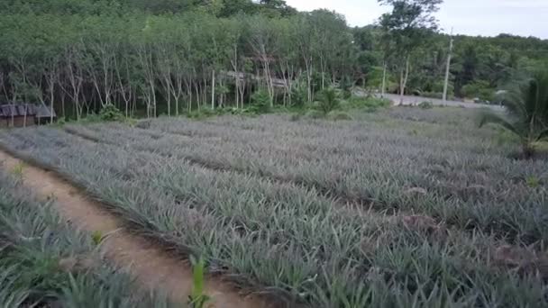 Rows Pineapple Crops Growing Pineapple Plantation Phuket Thailand Aerial — Stockvideo