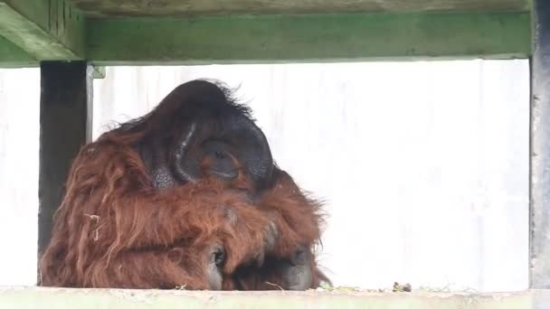 Primate Life Zoo Monkeys Cages Mammals Videos — Video