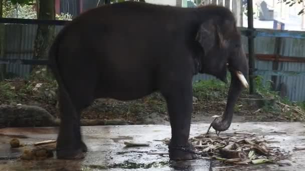 Indian Elephants Zoo Chewing Grass Sumatran Elephants Sawahlunto Zoo Large — Videoclip de stoc