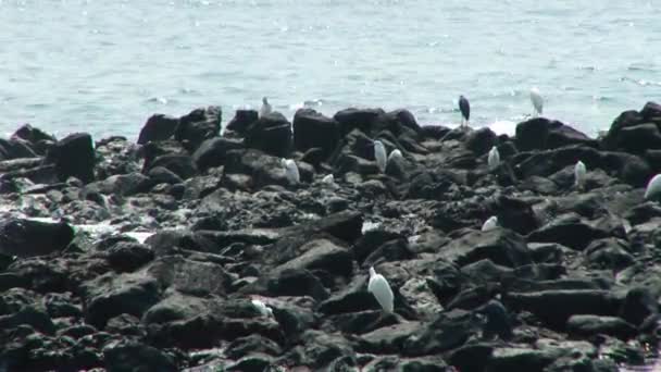 Little Egrets Wading Tidal Waters Coast Sao Tome Principe — Stock video