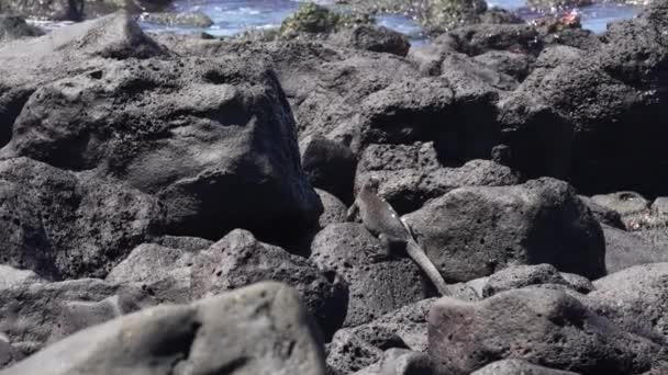 Marine Iguana Santa Cruz Lava Rock Motionless Slow Motion — Stockvideo