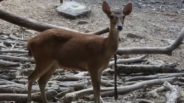 Deers Zoo Sawahlunto West Sumatra Animals Zoo — Stock videók