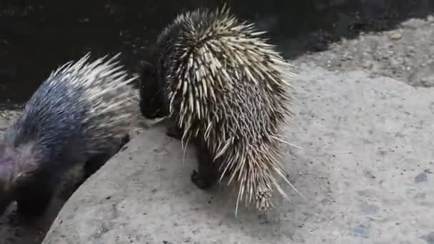 Crested Hedgehog Comb Porcupine Hystrix Cristata — 图库视频影像