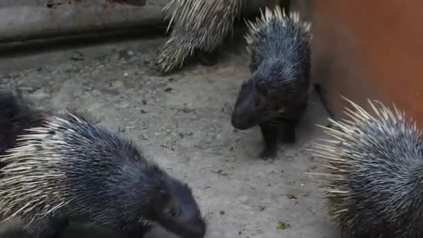 Flock Cute Hedgehogs White Needles Quiet Life Porcupine Zoo Crested — Stockvideo