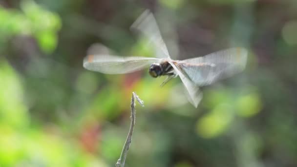 Close Dragonfly Flying Land Plant Galapagos Pozadí Bokeh — Stock video