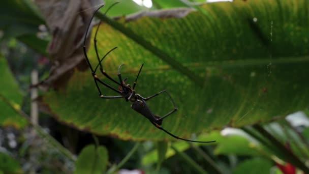 Giant Nephila Pilipes Orb Weaver Spider Spins Golden Web Leaf — 图库视频影像