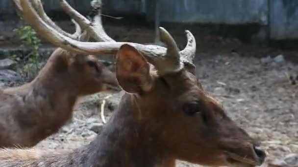 Deer Zoo Sawahlunto West Sumatra Animals Zoo Deer Behavior Videos — Stock Video
