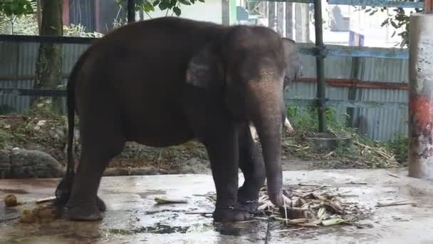 Indian Elephants Zoo Chewing Grass Sumatran Elephants Sawahlunto Zoo — Stockvideo