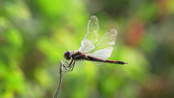 Close Dragonfly Perched Transparent Wings Flying Away Bokeh Background — стокове відео