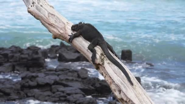 Galapagos Deniz Guanası Santa Cruz Ağaç Gövdesinde Dinleniyor Arka Planda — Stok video