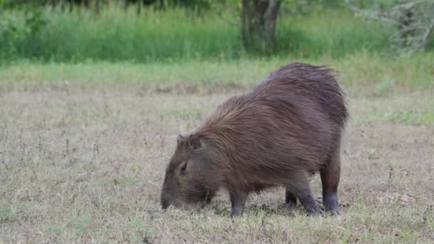 Capybara Ibera Wetlandsgiant Fluffy Rodent Capybara Hydrochoerus Hydrochaeris Busy Foraging — Stok video