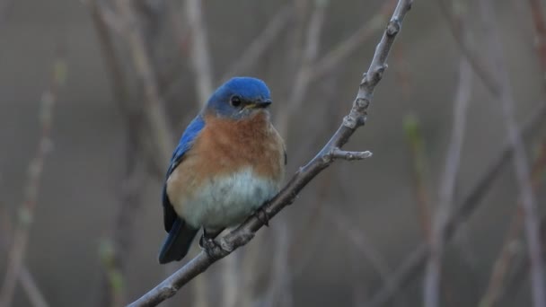 Male Eastern Bluebird Sialia Sialis Perches Twig Staring Close View — Vídeos de Stock