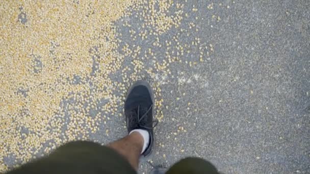 Man Walking Road Corn Kernels Drying Ground Pov High Angle — стоковое видео