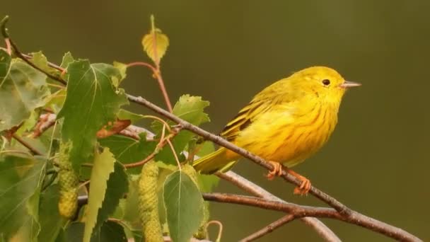 Close Female Yellow Warbler Bird Perched Tree Branch Blurred Background — Stockvideo