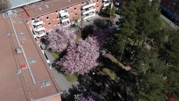 Blooming Japanese Sakura Cherry Blossoms Condo Landscaping Circling Aerial — Vídeos de Stock