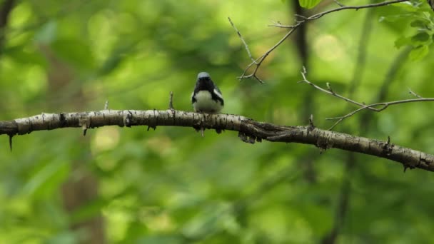 Solitary View Black Throated Blue Warbler Setophaga Caerulescens Perched Tree — стокове відео