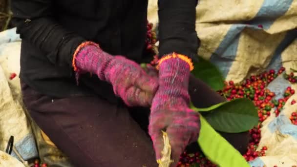 Farmer Gloves Harvesting Picking Ripe Cherries Coffea Tree Crop Shot — Video Stock