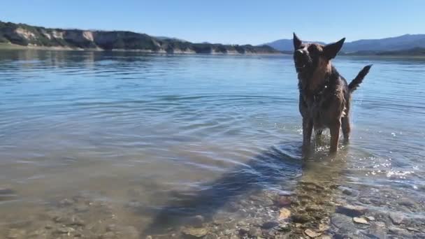 Playful German Shepherd Dog Shaking Its Head Slow Standing Water — Wideo stockowe