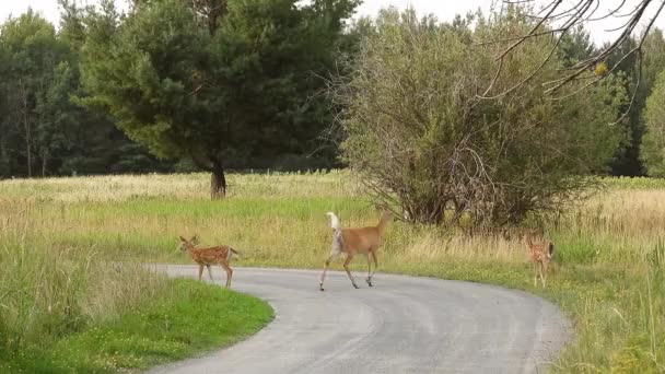 Magical Scene Herd Family Deer Walking Forest Road Static Stills – Stock-video