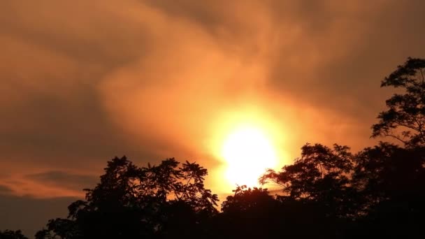 Beautiful Golden Sunset Timelapse Greenery Silhouette — Wideo stockowe