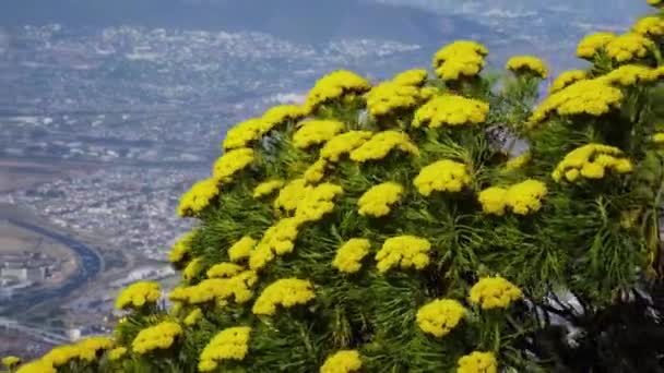 Rare Golden Coulter Bush Yellow Flowers Bloom Top Table Mountain — Stock videók