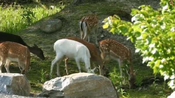 Small Parcel Deers Including White Deer Graze Grassy Hillside — Vídeos de Stock