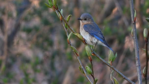 Wonderful Male Eastern Bluebird Stays Alert While Perched Branch — Stok video