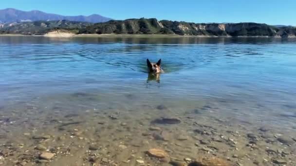 German Shepherd Dog Playing Fetch Swimming Lake Cachuma Clear Water — Stock video