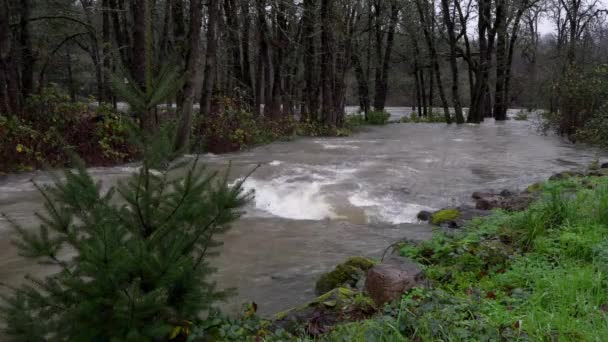 Mill Creek Flowing Flood Levels Swift Current Trees — Αρχείο Βίντεο