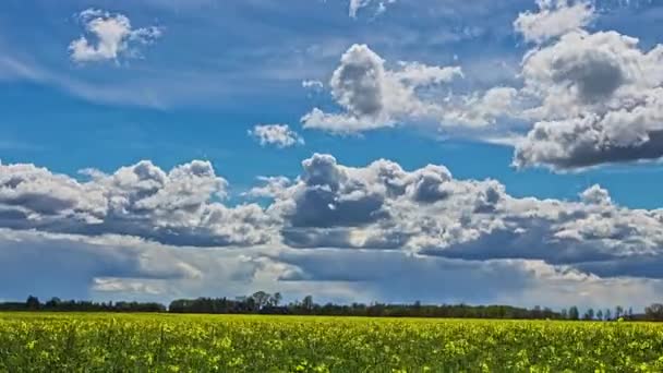 Dynamic Cloudscape Field Rapeseed Windy Day Time Lapse — Wideo stockowe