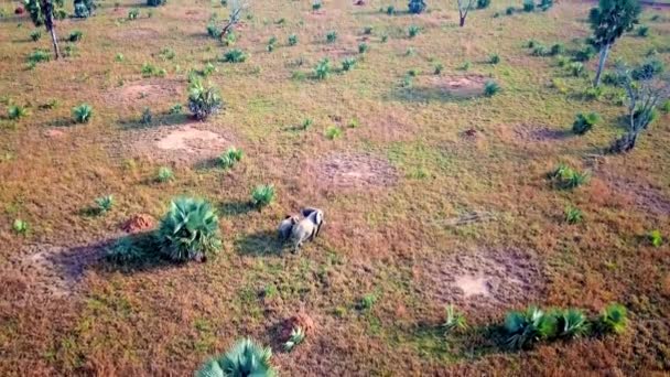 African Elephant Mother Baby Walking Vast Grassy Landscape Wild Masai — Video Stock