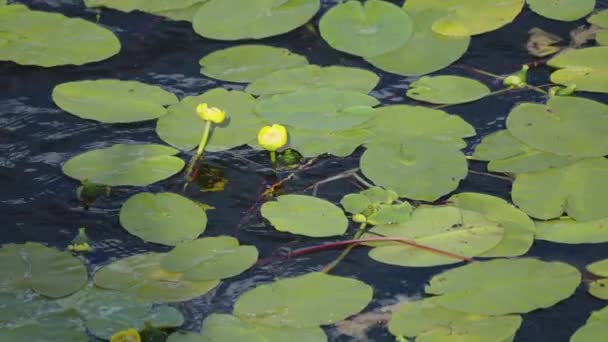 Yellow Water Lilies Float River Surface Distorted Reflections Dark Water — Video Stock