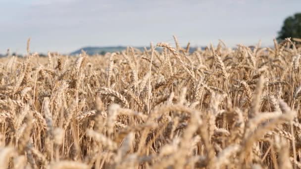 Primer Plano Del Campo Trigo Concepto Crisis Alimentaria Global — Vídeo de stock