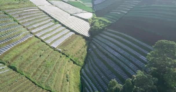 Aerial Flyover Plantation Fields Downhill Border Sunlight Shadow Asia — Video Stock