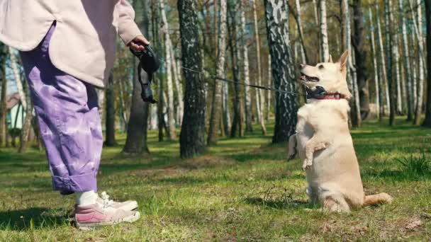 Çekici Beyaz Pembe Paltolu Bir Kadın Yere Çömelmiş Küçük Altın — Stok video