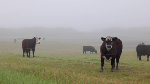 Herd Black Brown Cows Green Saskatchewan Prairie Field Misty Foggy — Vídeos de Stock