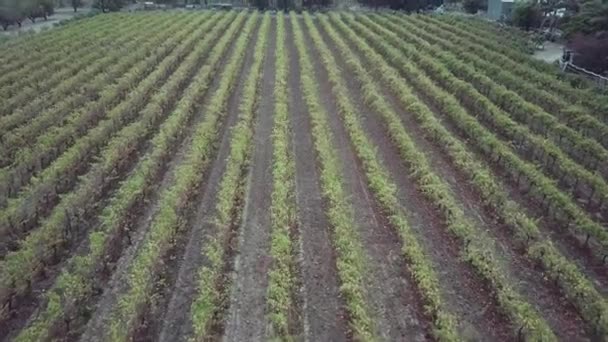 Fly Rows Vines Field Winery Grounds Barossa Valley Adelaide Australia — 图库视频影像