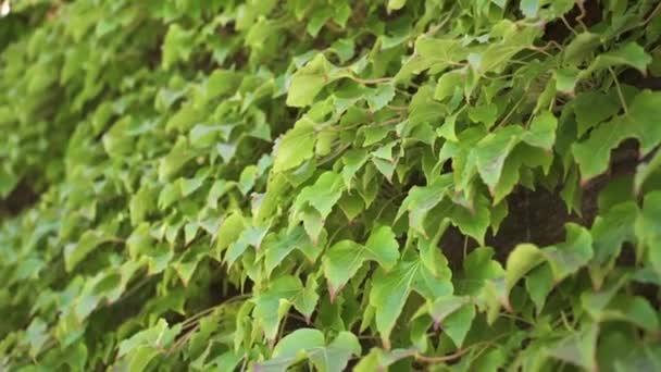 Dense Green Leaves Grapevine Farmland Selective Focus Shot — Vídeo de Stock