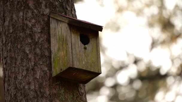 Brown Wooden Birdhouse Tree Trunk Close — Vídeo de stock